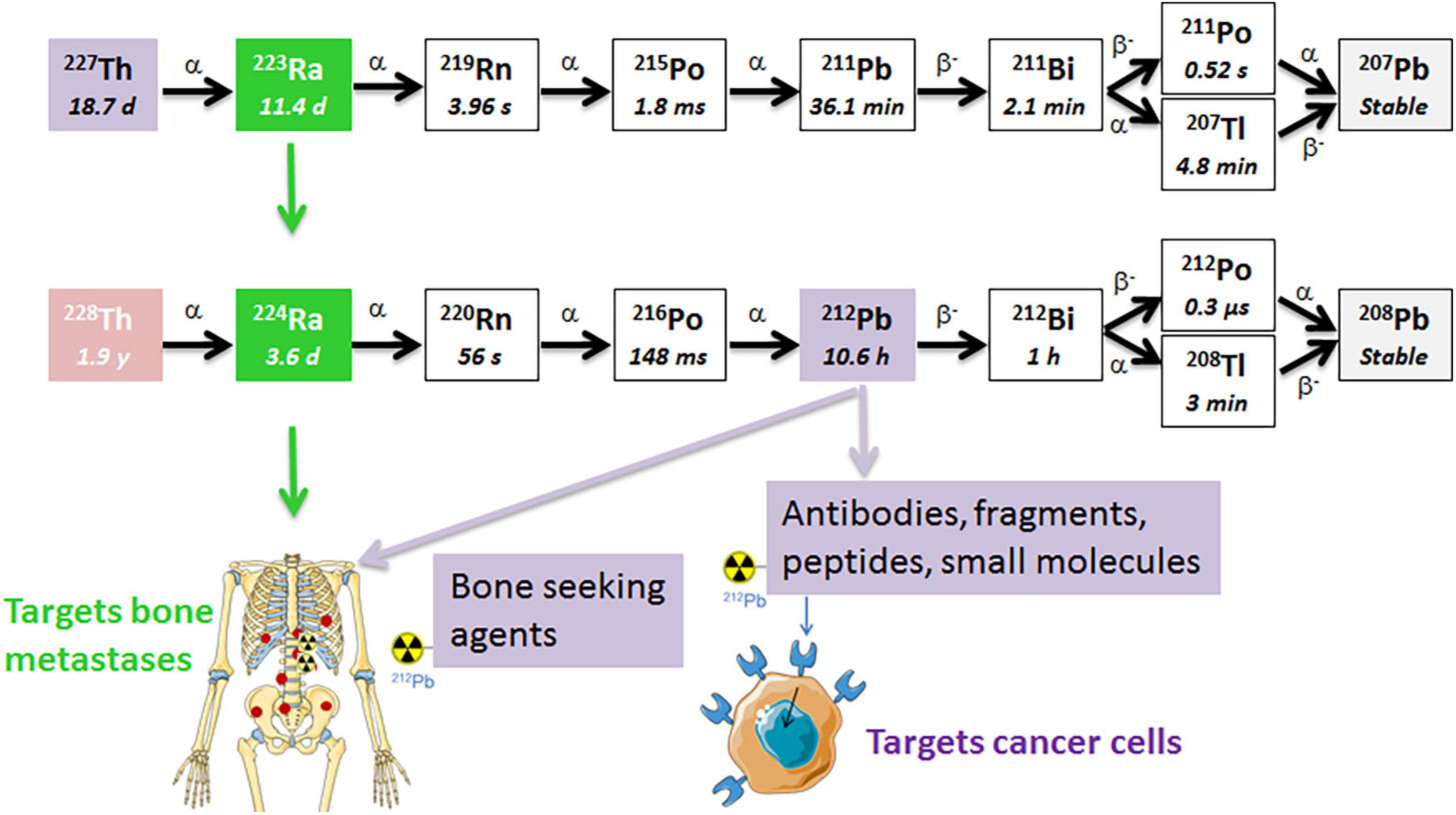 Dual targeting with 224Ra/212Pb-conjugates for targeted alpha therapy of disseminated cancers: A conceptual approach